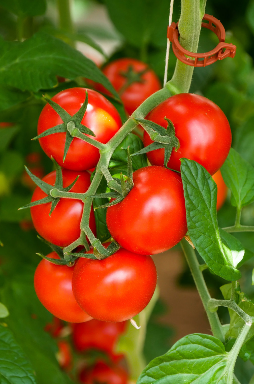 Tomaten