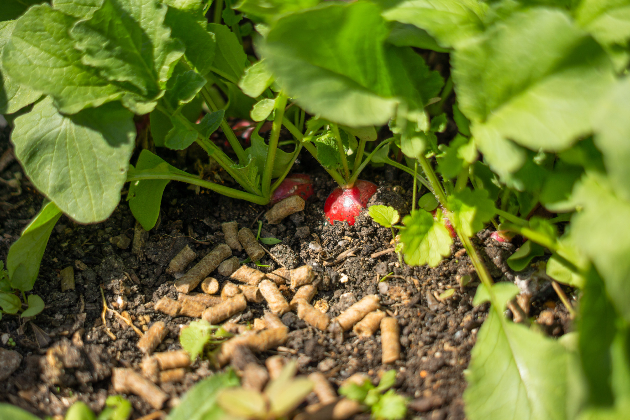 Schafwollpellets im Beet