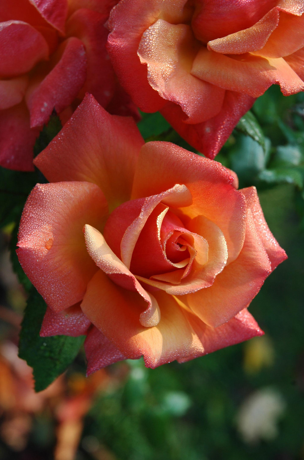 Rosen