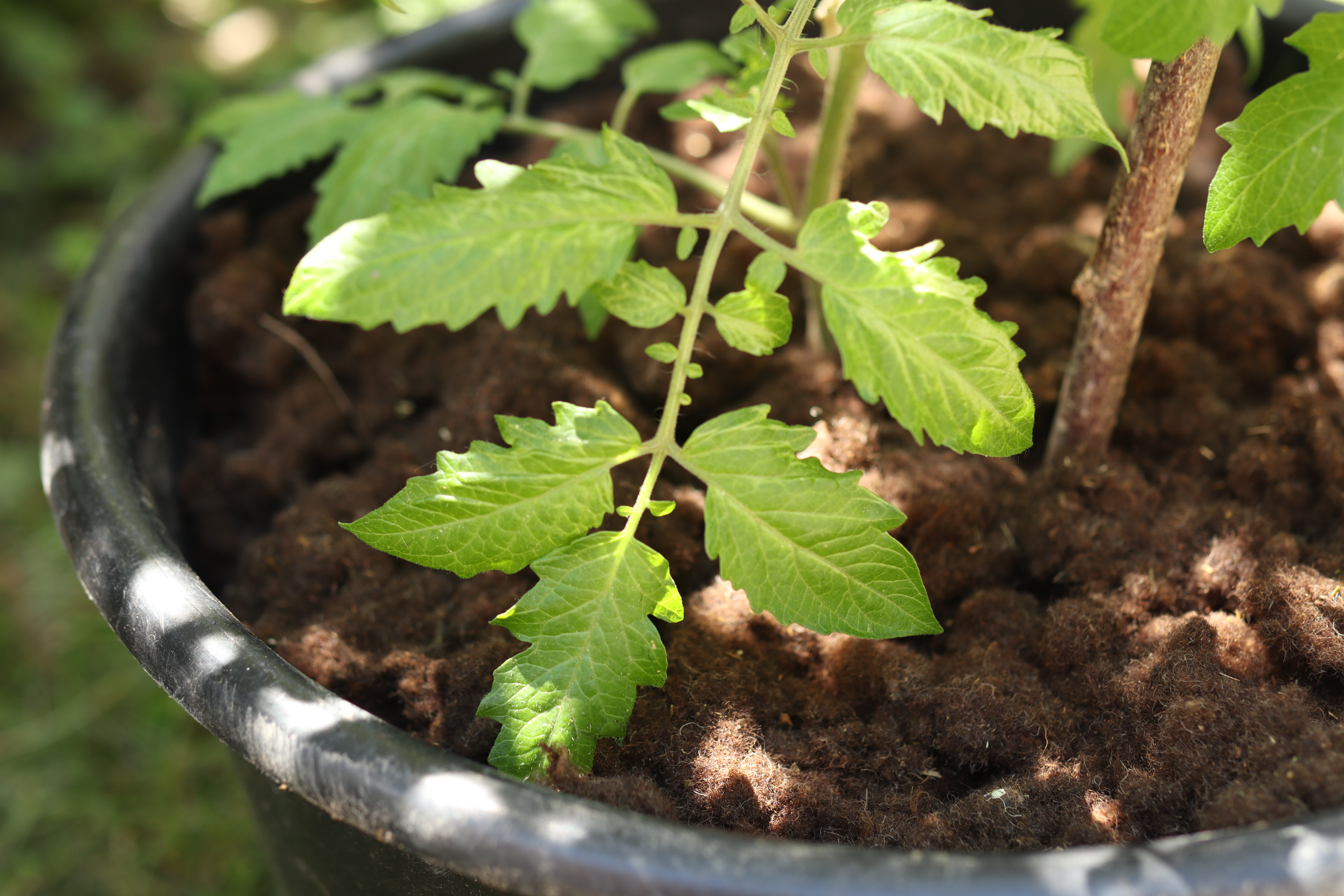 Wollflocken - Biologisches Abdeckmulch aus Schafwolle 1kg